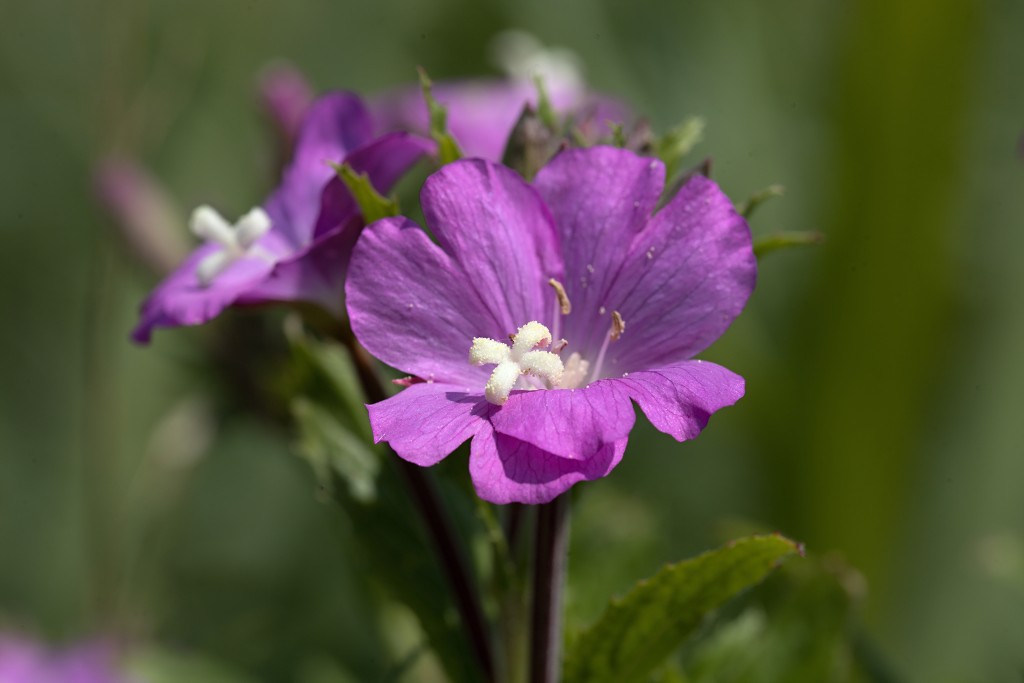 hellegatsplaten natuurgebied natuur staatsbosbeheer goeree overflakkee heckrunderen hdr fjordenpaarden vogelkijkhut